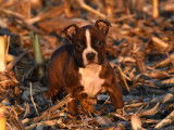 Chiots Amstaff LOF disponibles de suite