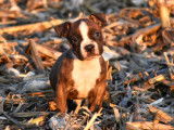 Chiots Amstaff LOF disponibles de suite