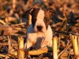 Chiots Amstaff LOF disponibles de suite