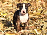 Chiots Amstaff LOF disponibles de suite