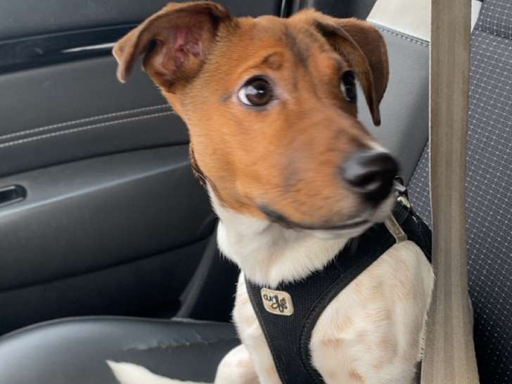 Chiot Jack Russel à vendre