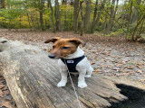 Chiot Jack Russel à vendre