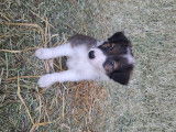 Chiots Border Collie à vendre