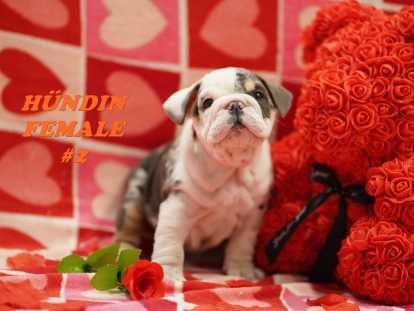 Beaux chiots Bouledogue Anglais à vendre