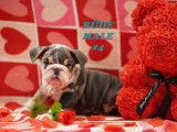 Beaux chiots Bouledogue Anglais à vendre