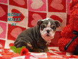 Beaux chiots Bouledogue Anglais à vendre