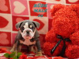 Beaux chiots Bouledogue Anglais à vendre