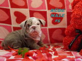 Beaux chiots Bouledogue Anglais à vendre