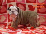 Beaux chiots Bouledogue Anglais à vendre