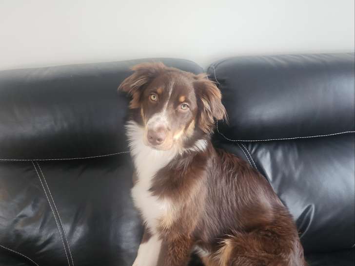 Chiot de race Berger Australien mâle à vendre