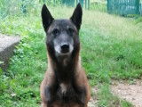 Chien adulte de race Berger Belge Malinois Mâle à donner