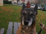 Chien adulte de race Berger Belge Malinois Mâle à donner