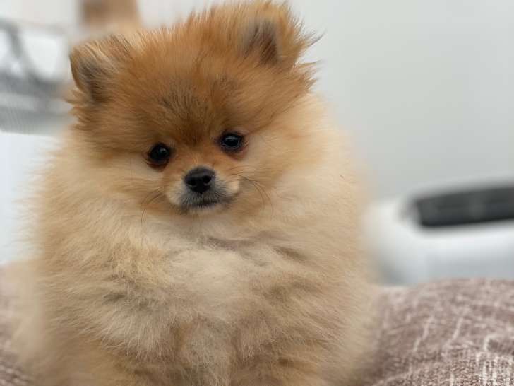 Chiot Spitz Nain disponible