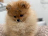 Chiot Spitz Nain disponible