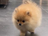 Chiot Spitz Nain disponible