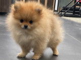 Chiot Spitz Nain disponible