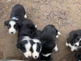 Chiots de race Border Collie à vendre (5 femelles & 3 mâles)