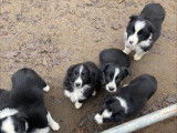 Chiots de race Border Collie à vendre (5 femelles & 3 mâles)