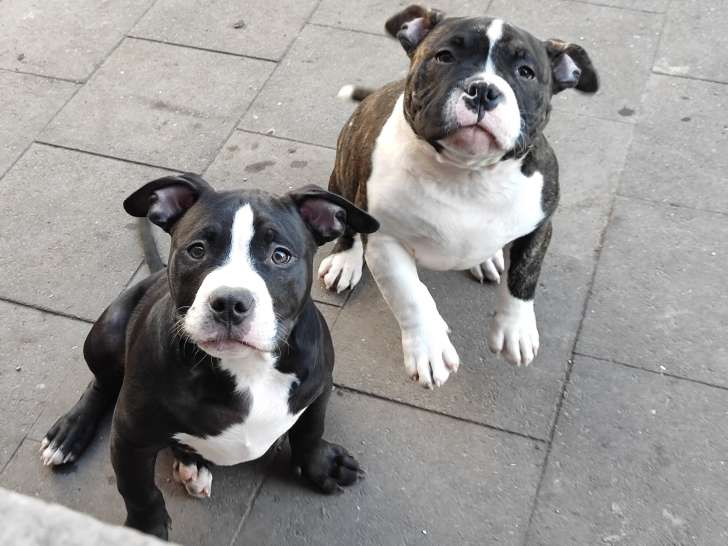 Chiot American Bully pocket à vendre