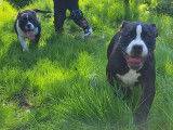 American Bully pocket mâle