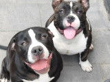 American Bully pocket mâle