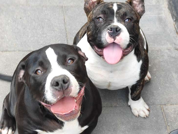 2 Chiot American Bully pocket mâle