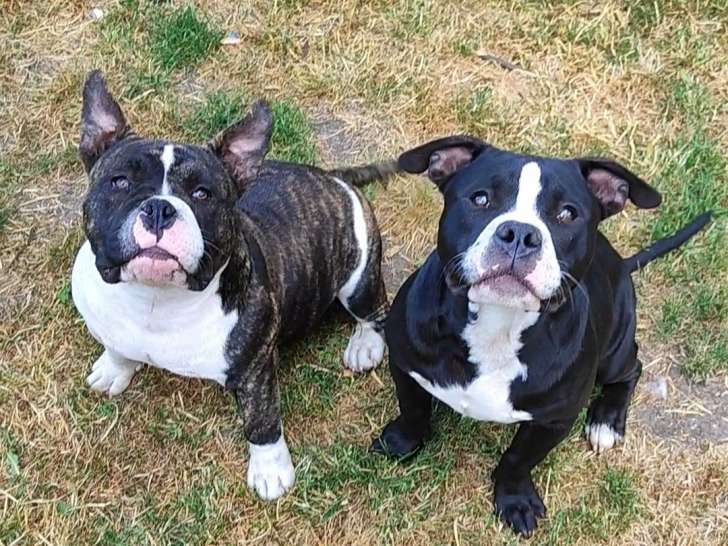 2 Chiot American Bully pocket mâle