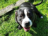 American Bully pocket mâle
