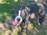 American Bully pocket mâle