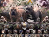 American Bully pocket mâle
