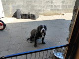 American Bully pocket mâle