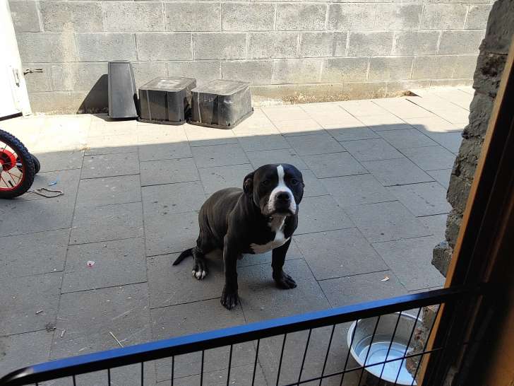 American Bully pocket mâle