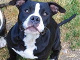 American Bully pocket mâle