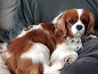 Mâle Cavalier King Charles disponible pour saillie