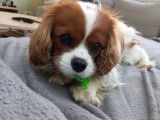 Mâle Cavalier King Charles disponible pour saillie