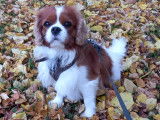 Mâle Cavalier King Charles disponible pour saillie