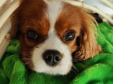 Mâle Cavalier King Charles disponible pour saillie