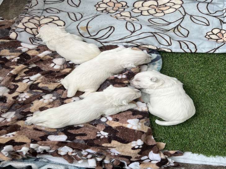 Chiot West Highland Terrier encore disponible