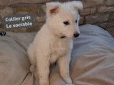 Chiot Berger Blanc Suisse à vendre