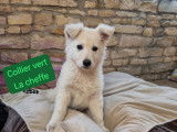 Chiot Berger Blanc Suisse à vendre