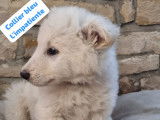 Chiot Berger Blanc Suisse à vendre