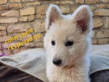 Chiot Berger Blanc Suisse à vendre