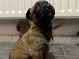 Chiots de race Berger Belge Malinois à vendre (6 femelles & 1 mâle)