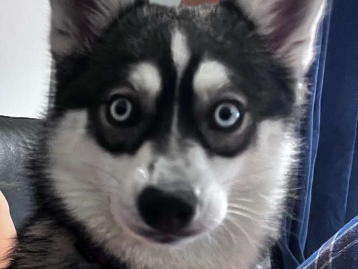 Chiots Pomsky F3+ à vendre