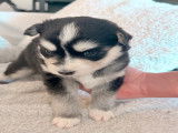 Chiots Pomsky F3+ à vendre