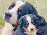 A la réservation , magnifiques chiots Bouvier Bernois LOF