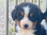 A la réservation , magnifiques chiots Bouvier Bernois LOF