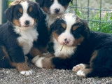 A la réservation , magnifiques chiots Bouvier Bernois LOF