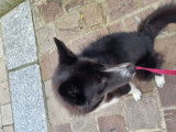 Babouille, Border Collie croisé Husky à vendre