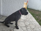 Cherche mâle Cane Corso pour saillie